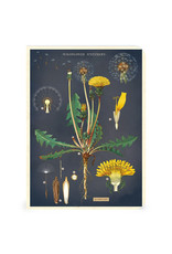 Cavallini Papers & Co. Wildflowers 3 Mini Notebooks