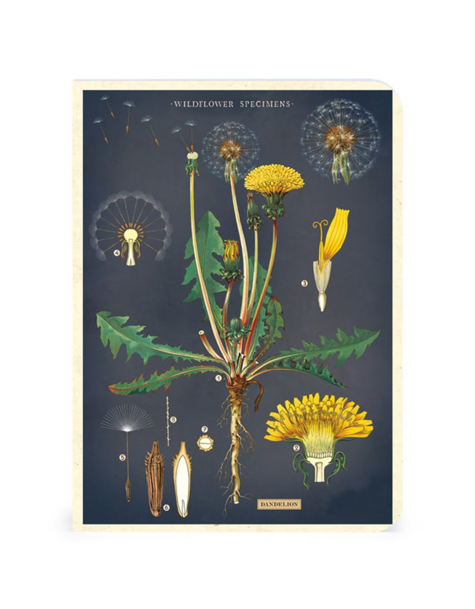 Cavallini Papers & Co. Wildflowers 3 Mini Notebooks
