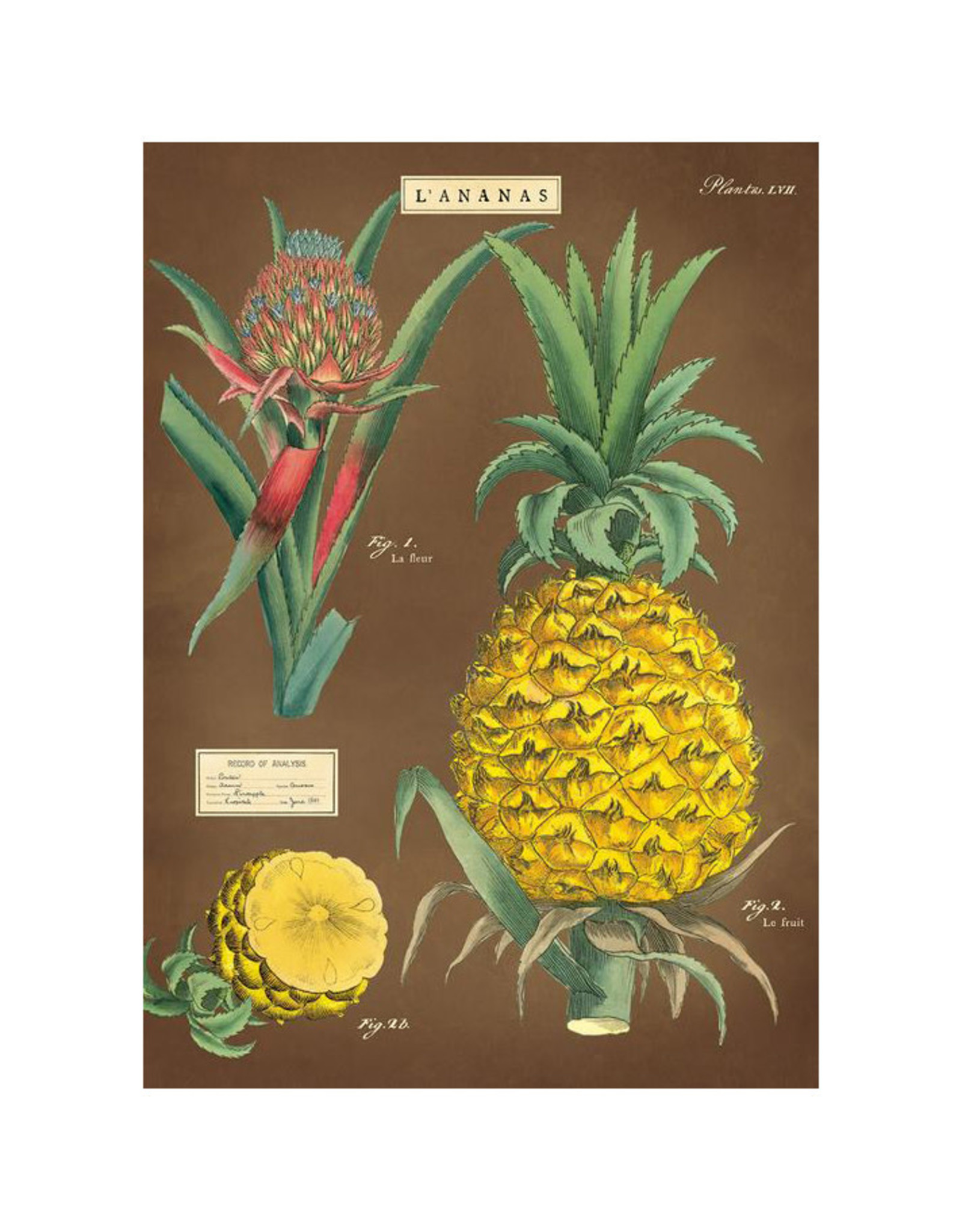 Cavallini Papers & Co. Wrap Pinapple