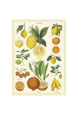 Cavallini Papers & Co. Wrap Citrus