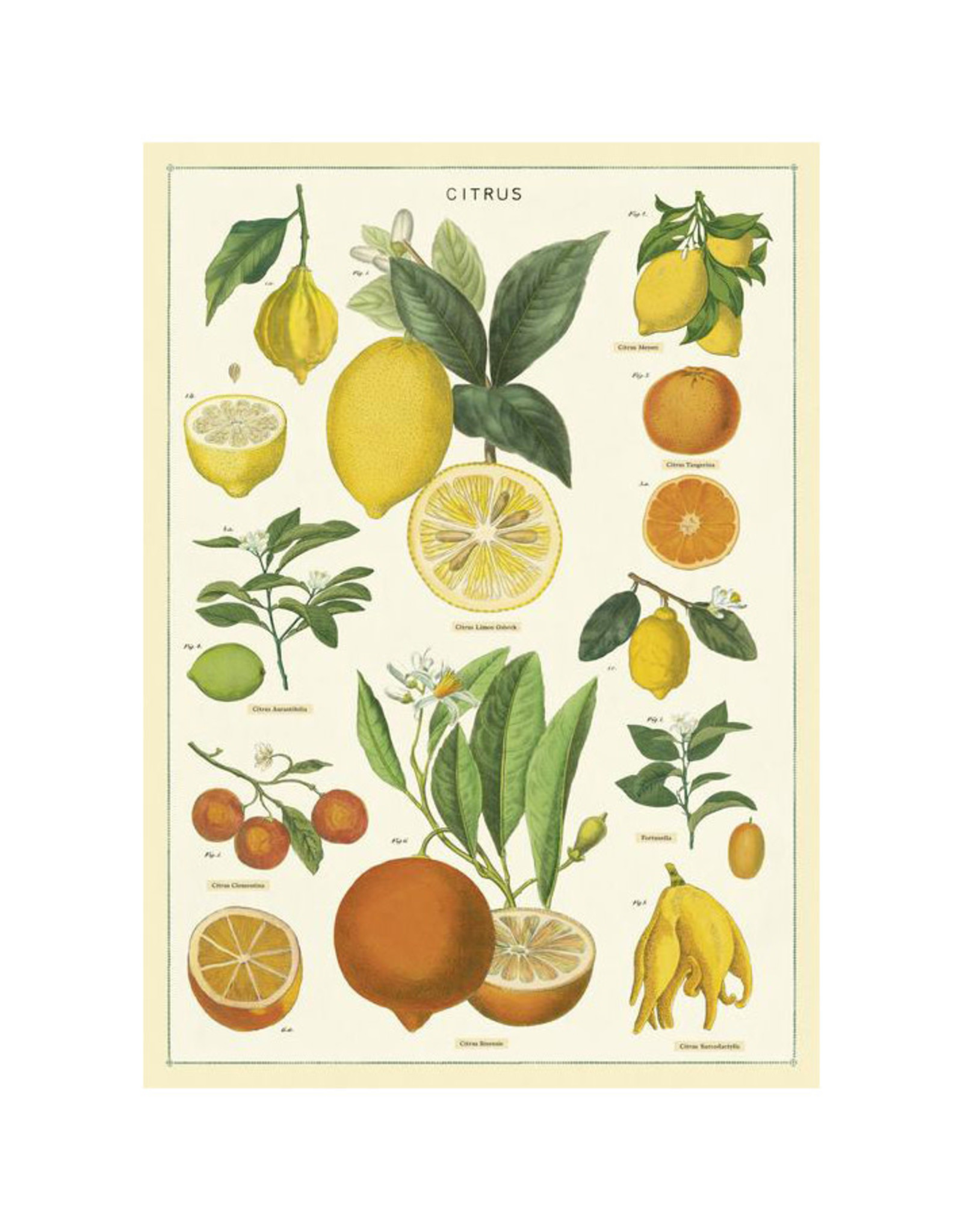 Cavallini Papers & Co. Wrap Citrus