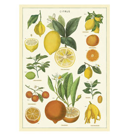 Cavallini Papers & Co. Wrap Citrus