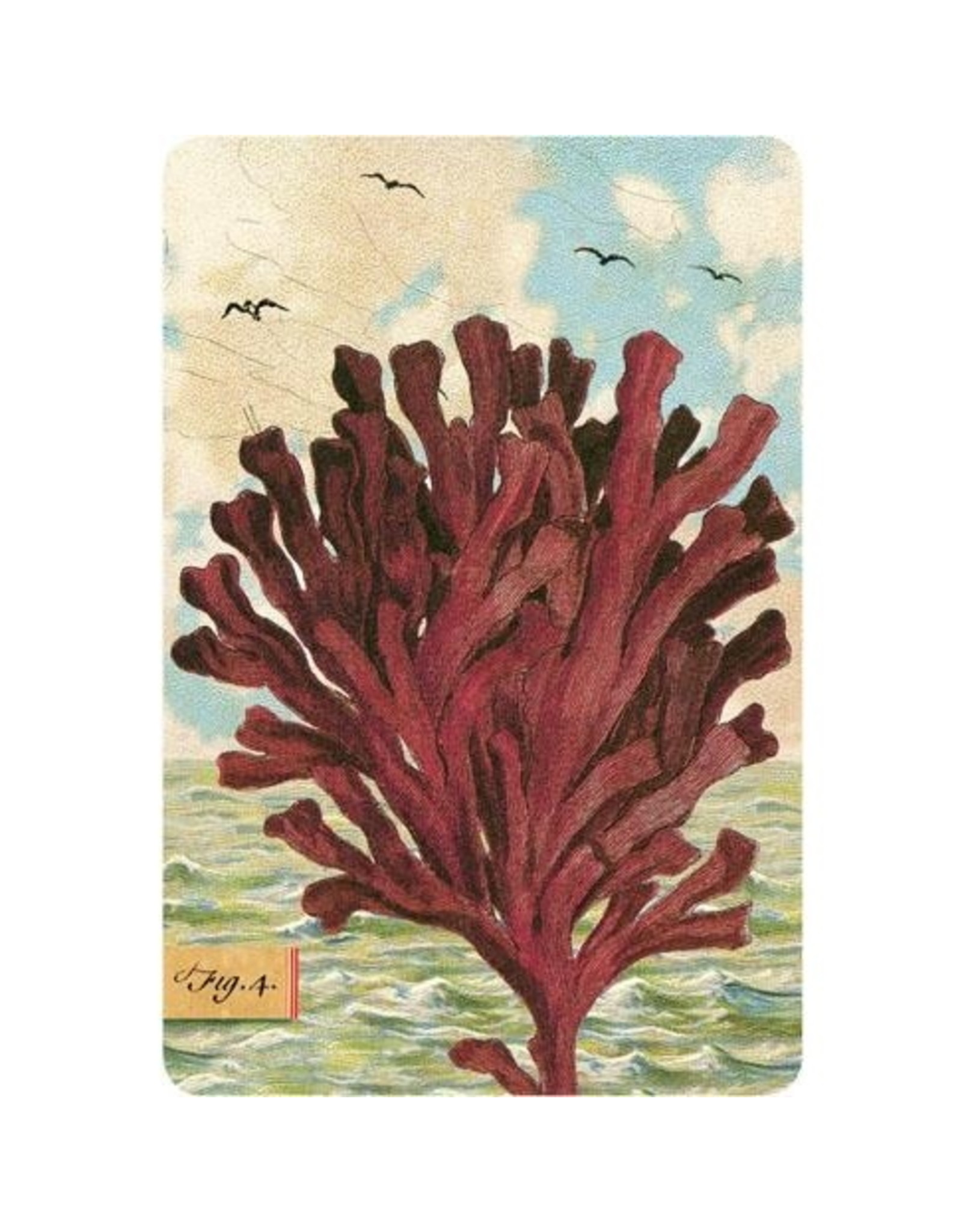 Cartolina Seaside Kelp Postcard