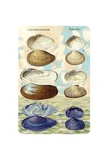 Cartolina Seaside Clam Postcard