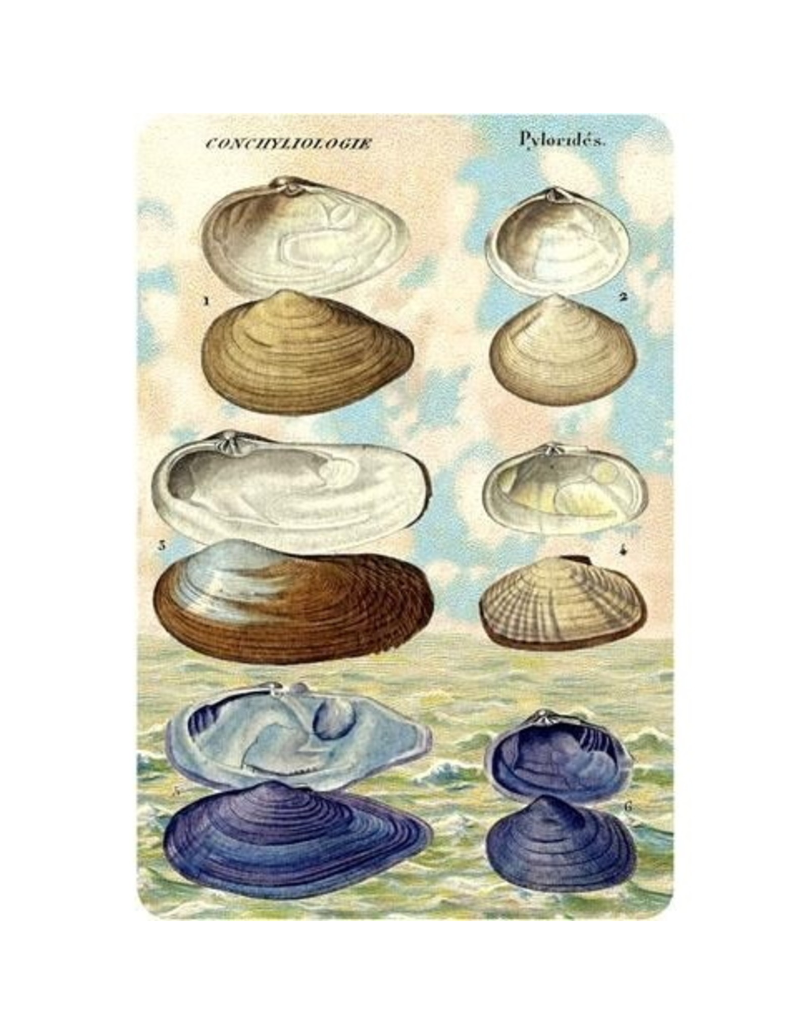 Cartolina Seaside Clam Postcard