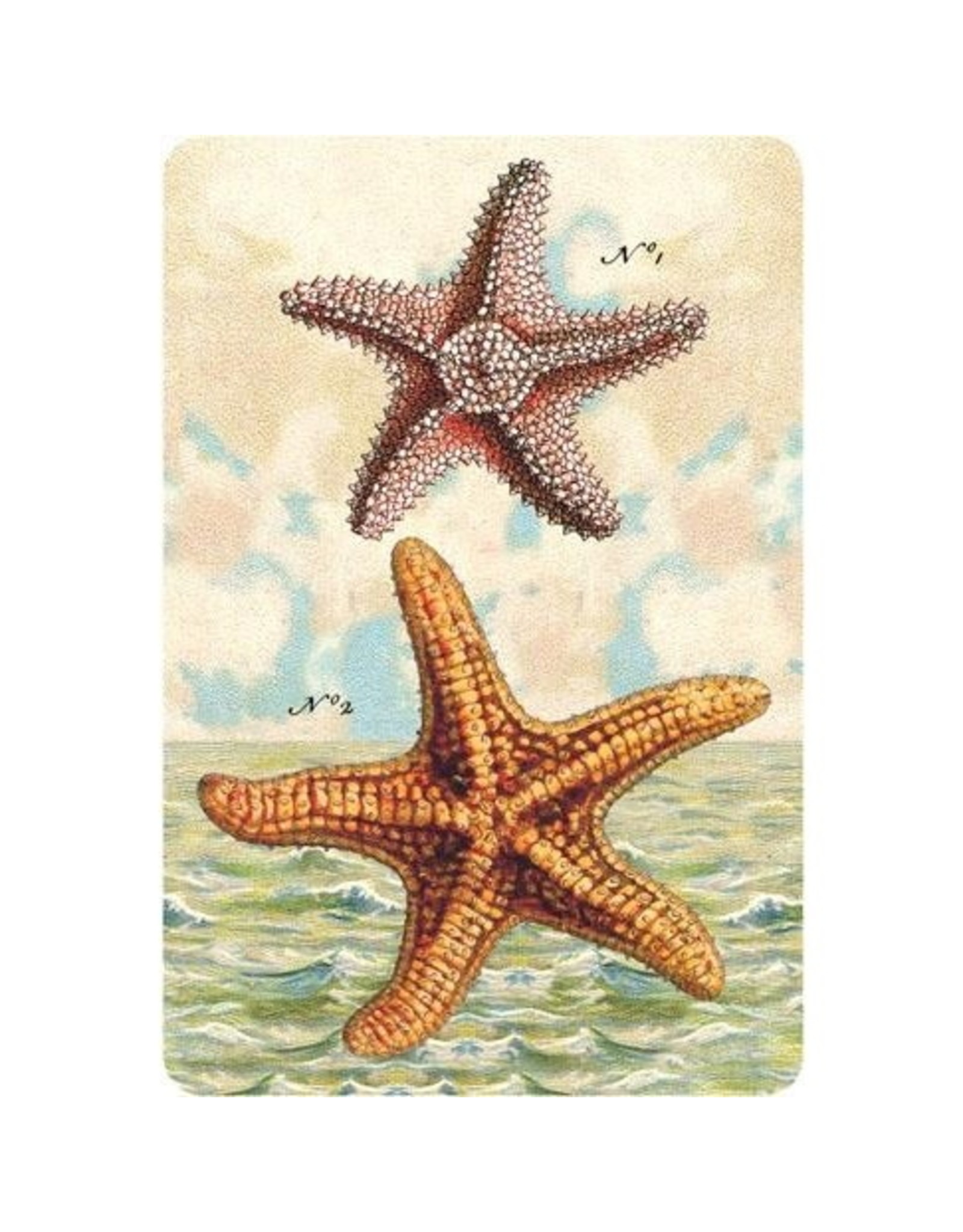 Cartolina Seaside Starfish Postcard