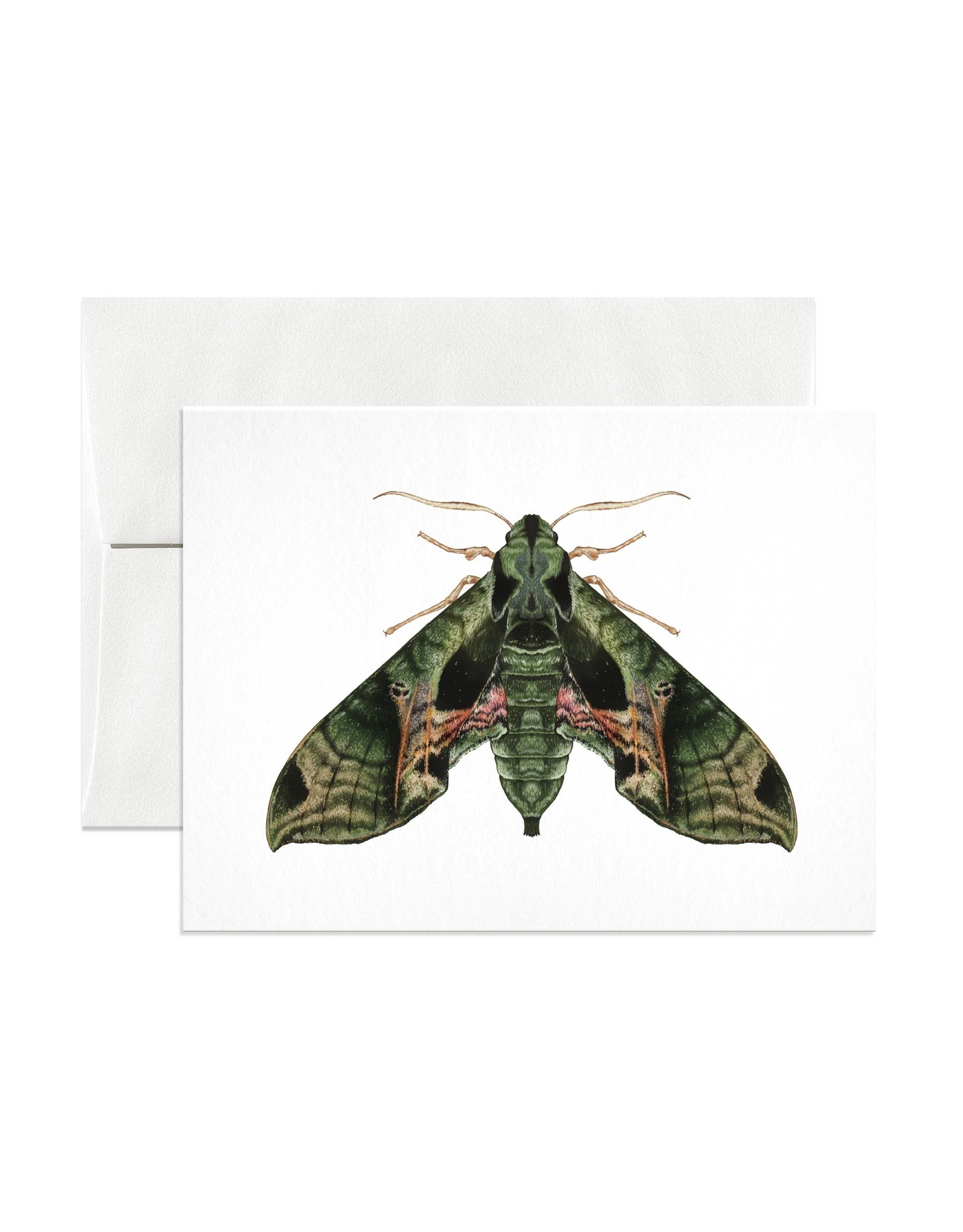 Open Sea Design Co. Pandora Sphinx Moth A2 Everyday Notecard