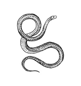 Tattly Serpent Temporary Tattoo Pair