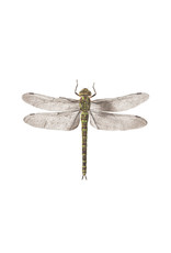 Tattly Dragonfly Packaged Pair