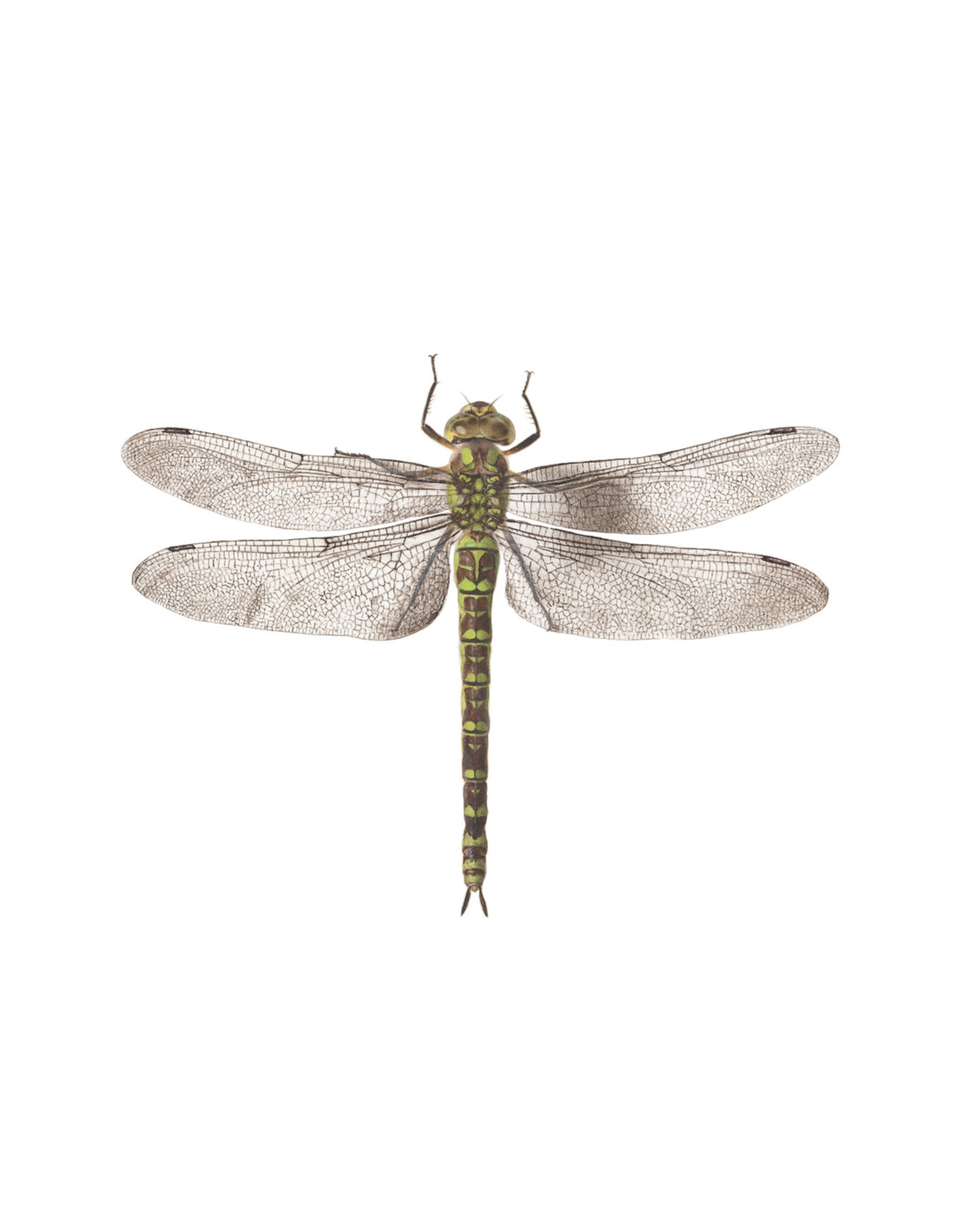 Tattly Dragonfly Packaged Pair