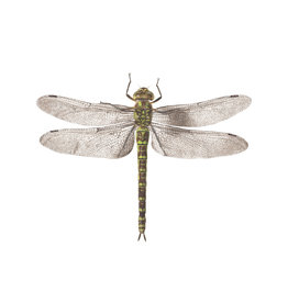 Tattly Dragonfly Packaged Pair