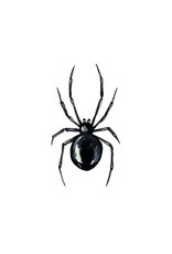 Tattly Black Widow Set of 2 Tattly