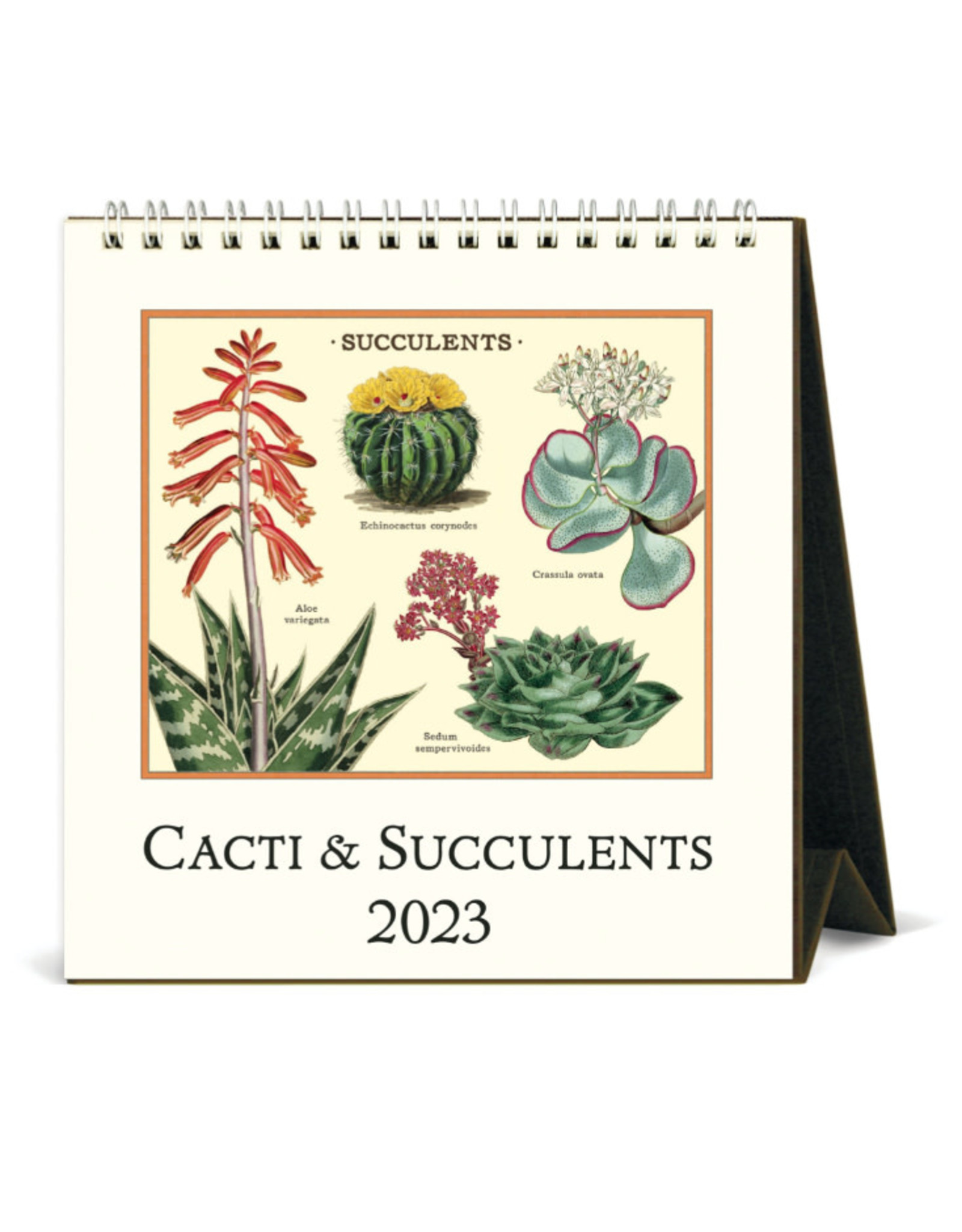Cavallini Papers & Co. Succulents 2023 Desk Calendar