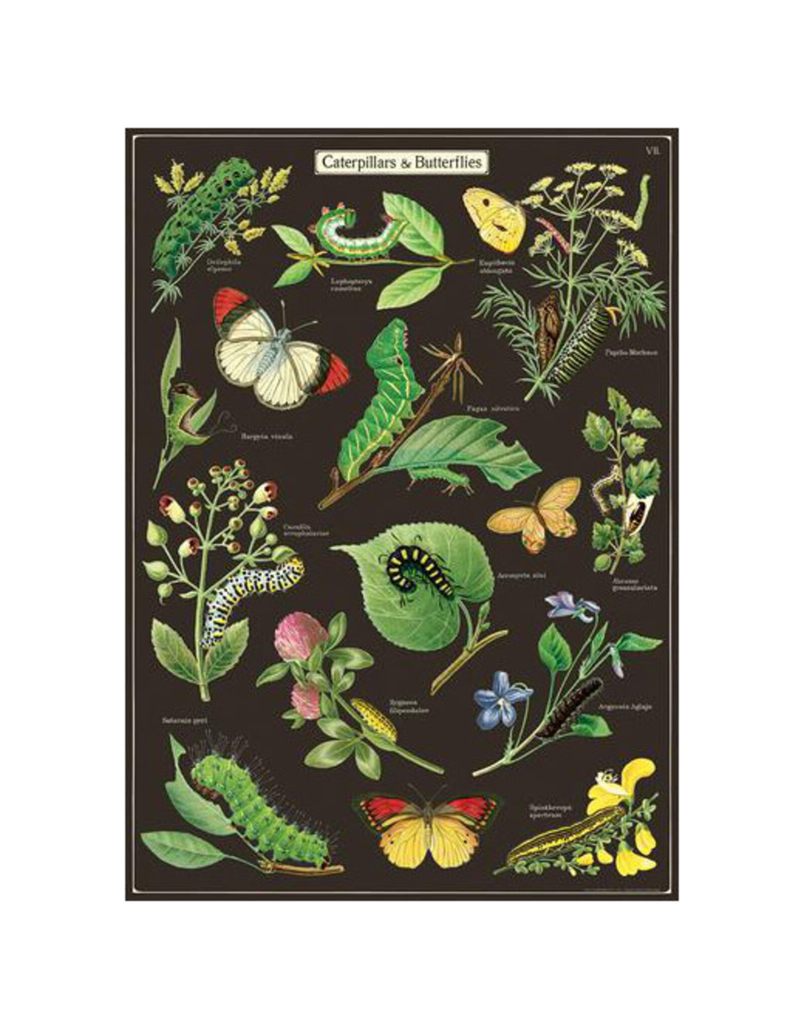 Cavallini Papers & Co. Wrap Caterpillars & Butterflies