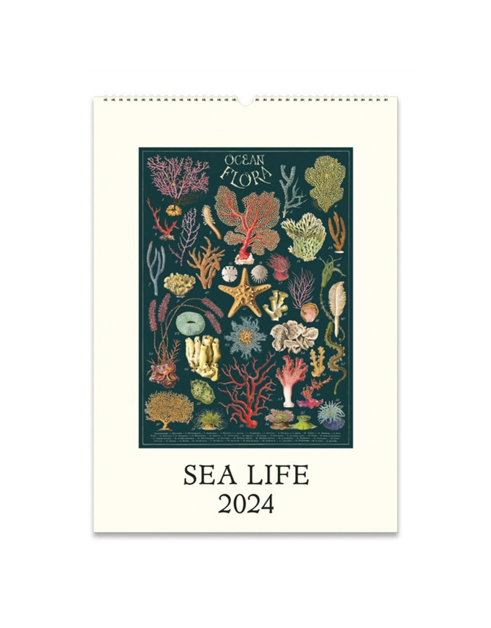 Cavallini Papers & Co. 2024 Wall Calendar Sea Life