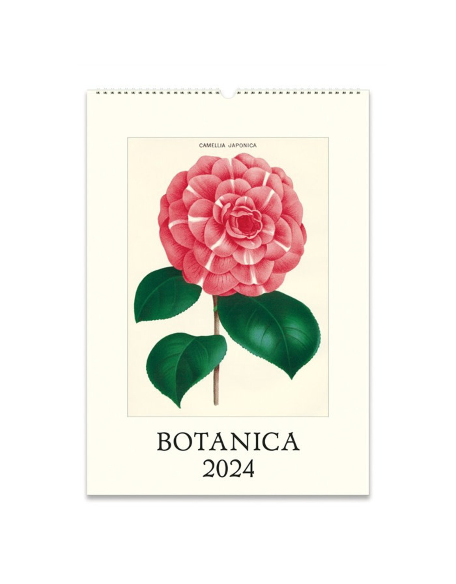 Cavallini Papers & Co. 2024 Wall Calendar Botanica