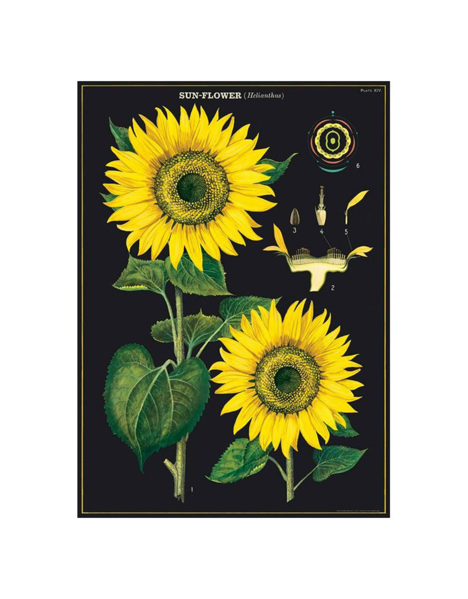 Cavallini Papers & Co. Wrap Sunflower