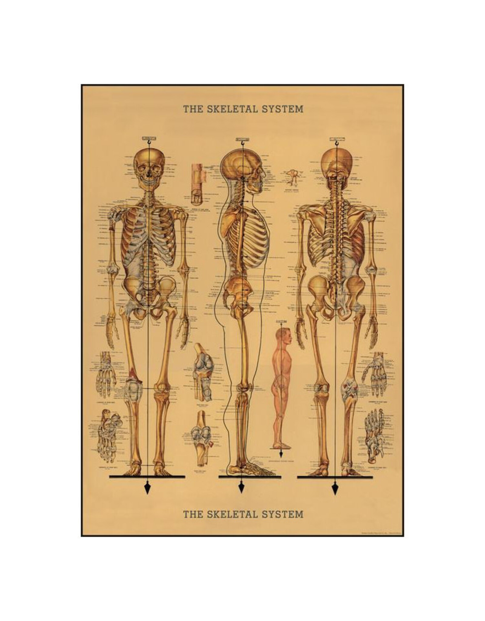 Cavallini Papers & Co. Wrap Skeleton