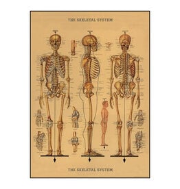 Cavallini Papers & Co. Wrap Skeleton