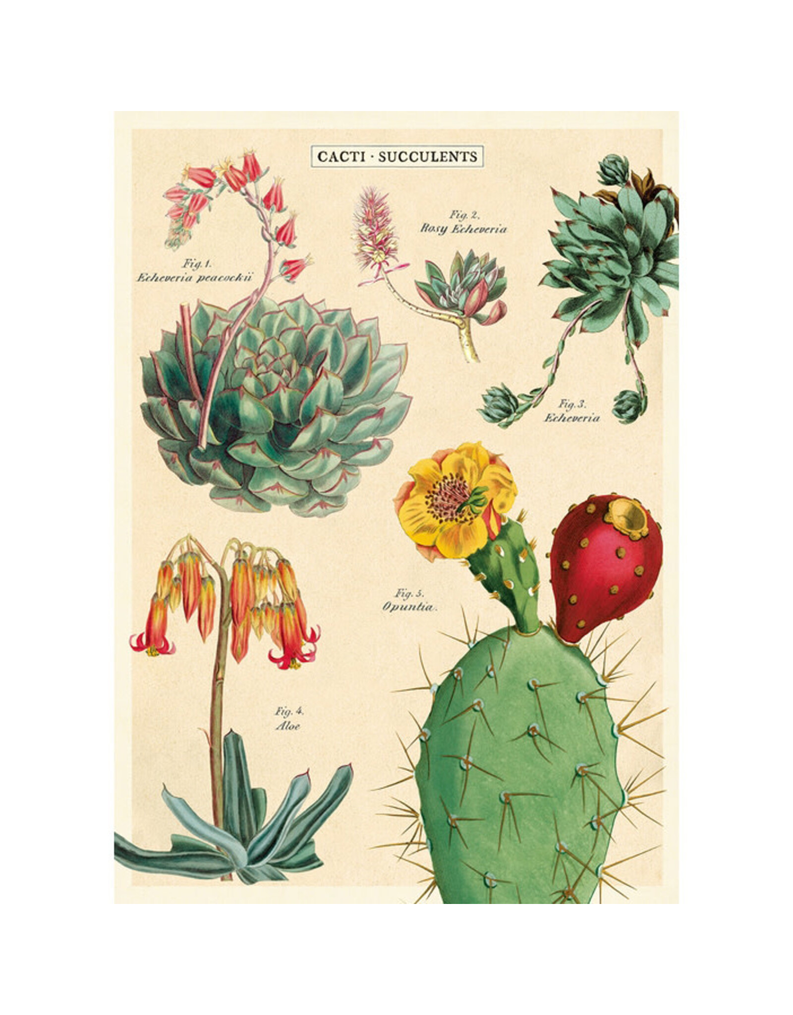 Cavallini Papers & Co. Wrap Cacti & Succulents 2