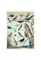 Cavallini Papers & Co. Wrap Audubon Birds