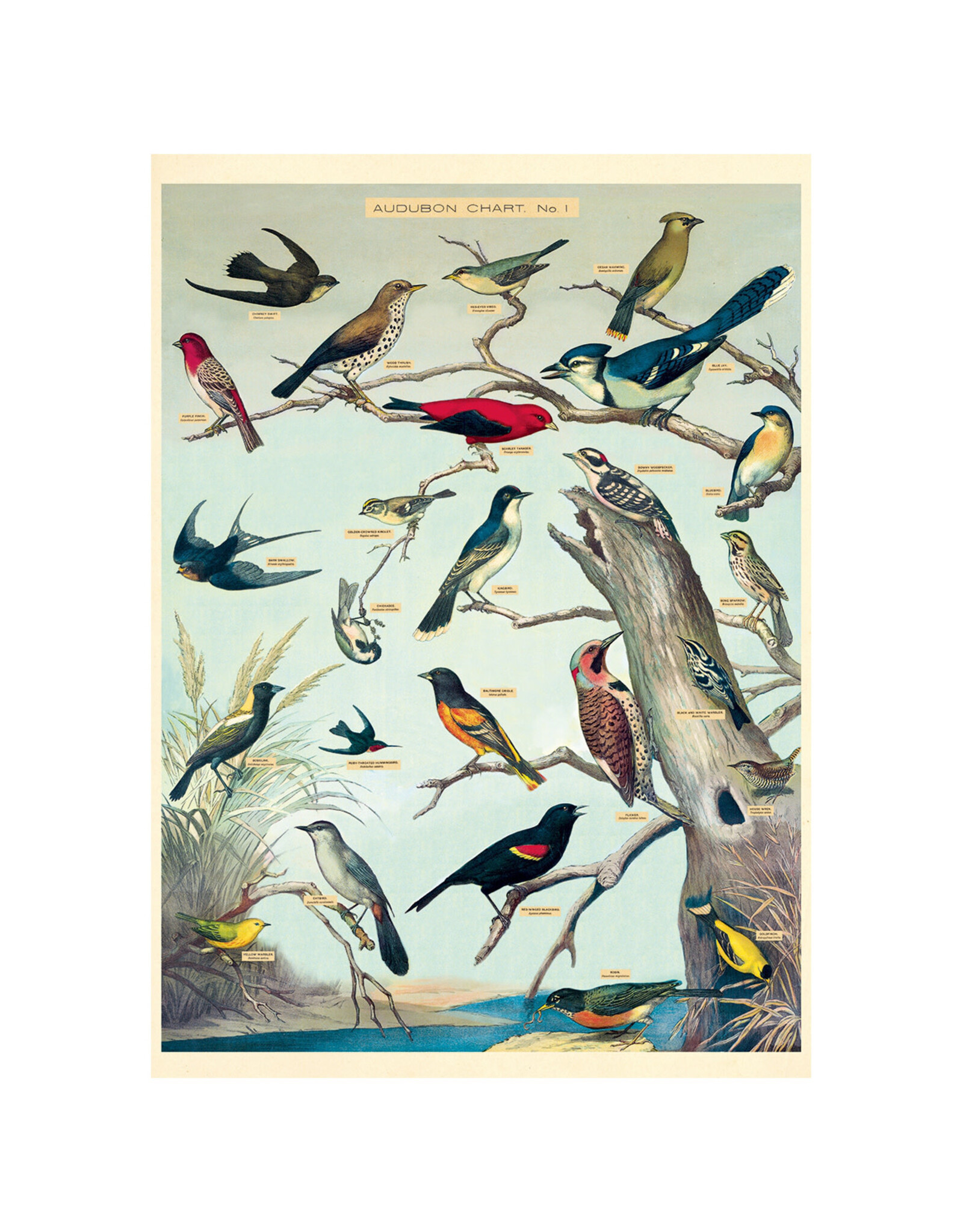 Cavallini Papers & Co. Wrap Audubon Birds