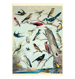 Cavallini Papers & Co. Wrap Audubon Birds
