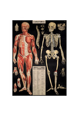 Cavallini Papers & Co. Wrap L'Anatomie