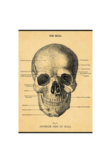 Cavallini Papers & Co. The Skull Wrap