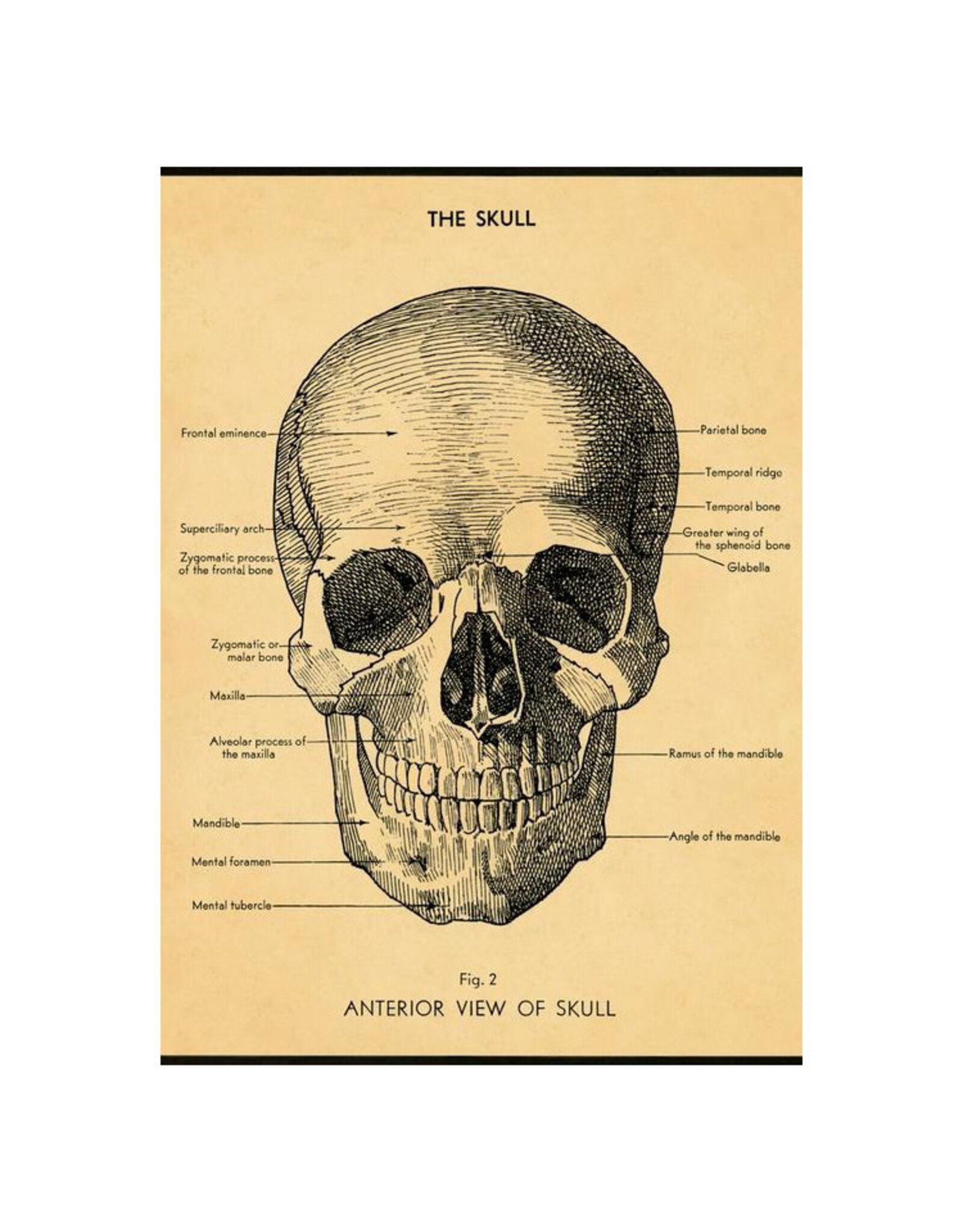 Cavallini Papers & Co. The Skull Wrap