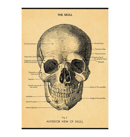 Cavallini Papers & Co. The Skull Wrap