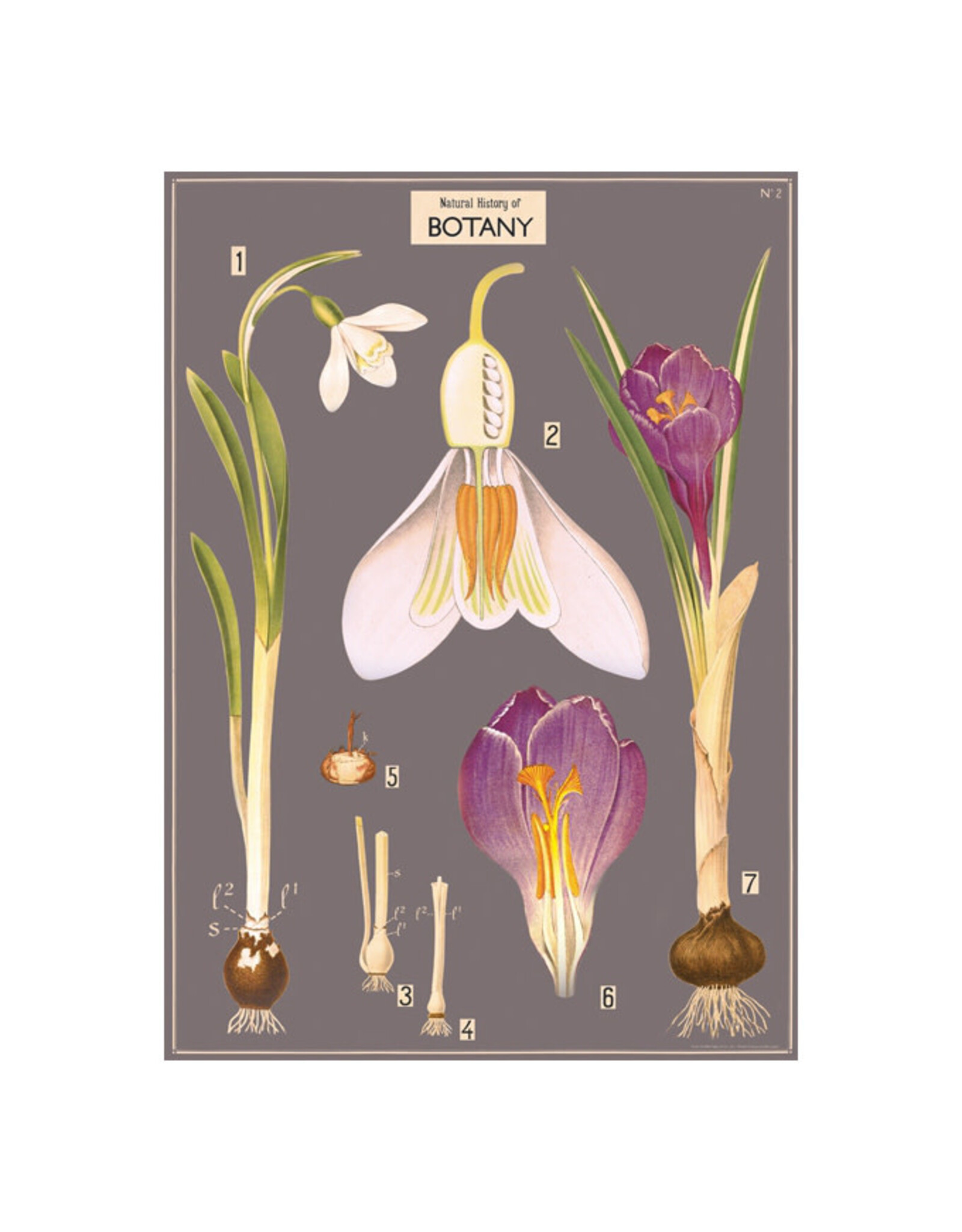 Cavallini Papers & Co. Wrap Botany Chart