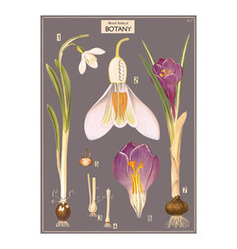 Cavallini Papers & Co. Wrap Botany Chart