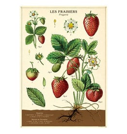 Cavallini Papers & Co. Wrap Strawberries