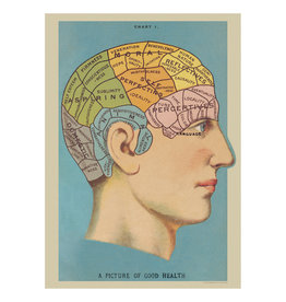 Cavallini Papers & Co. Wrap Phrenology