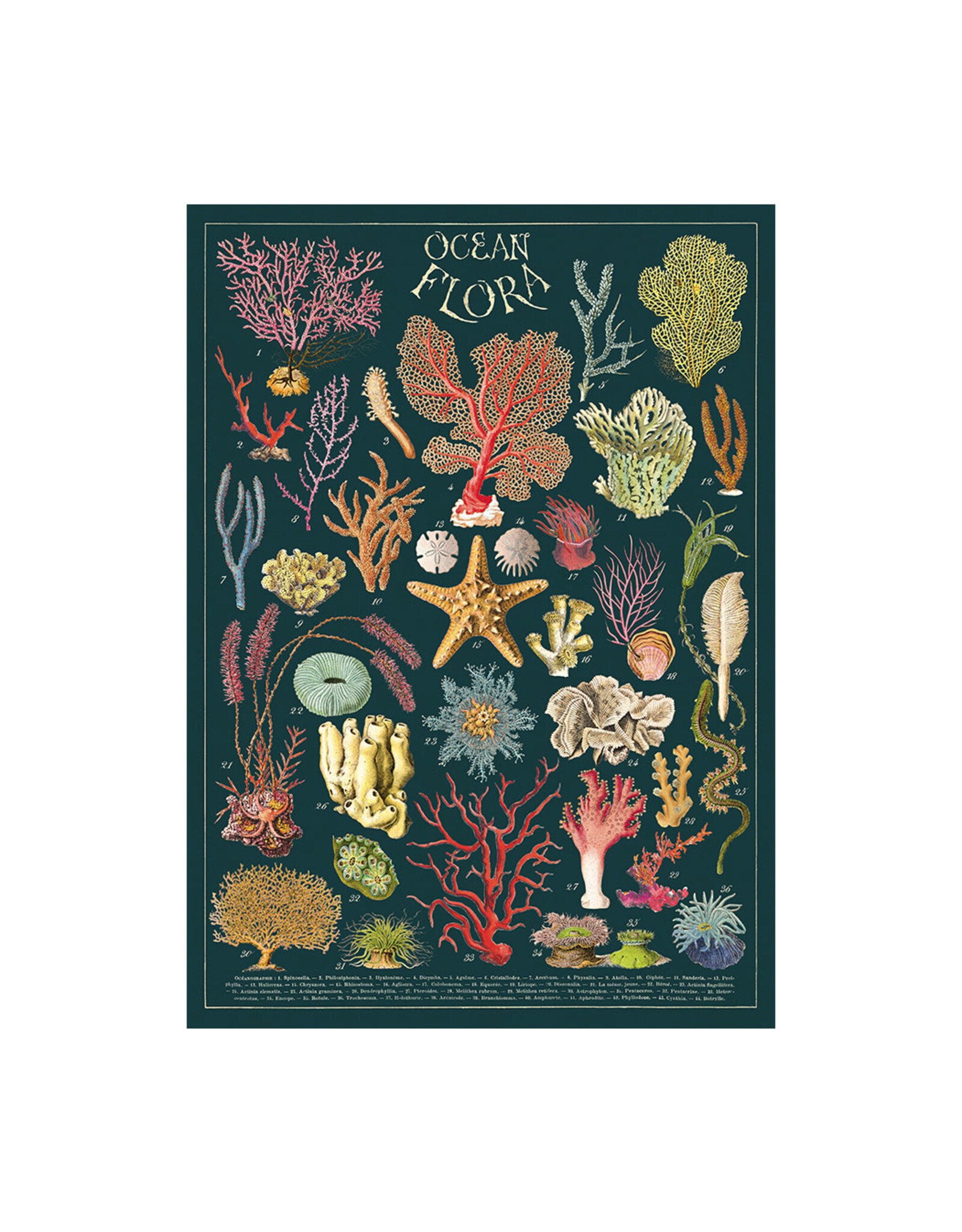 Cavallini Papers & Co. Wrap Ocean Flora