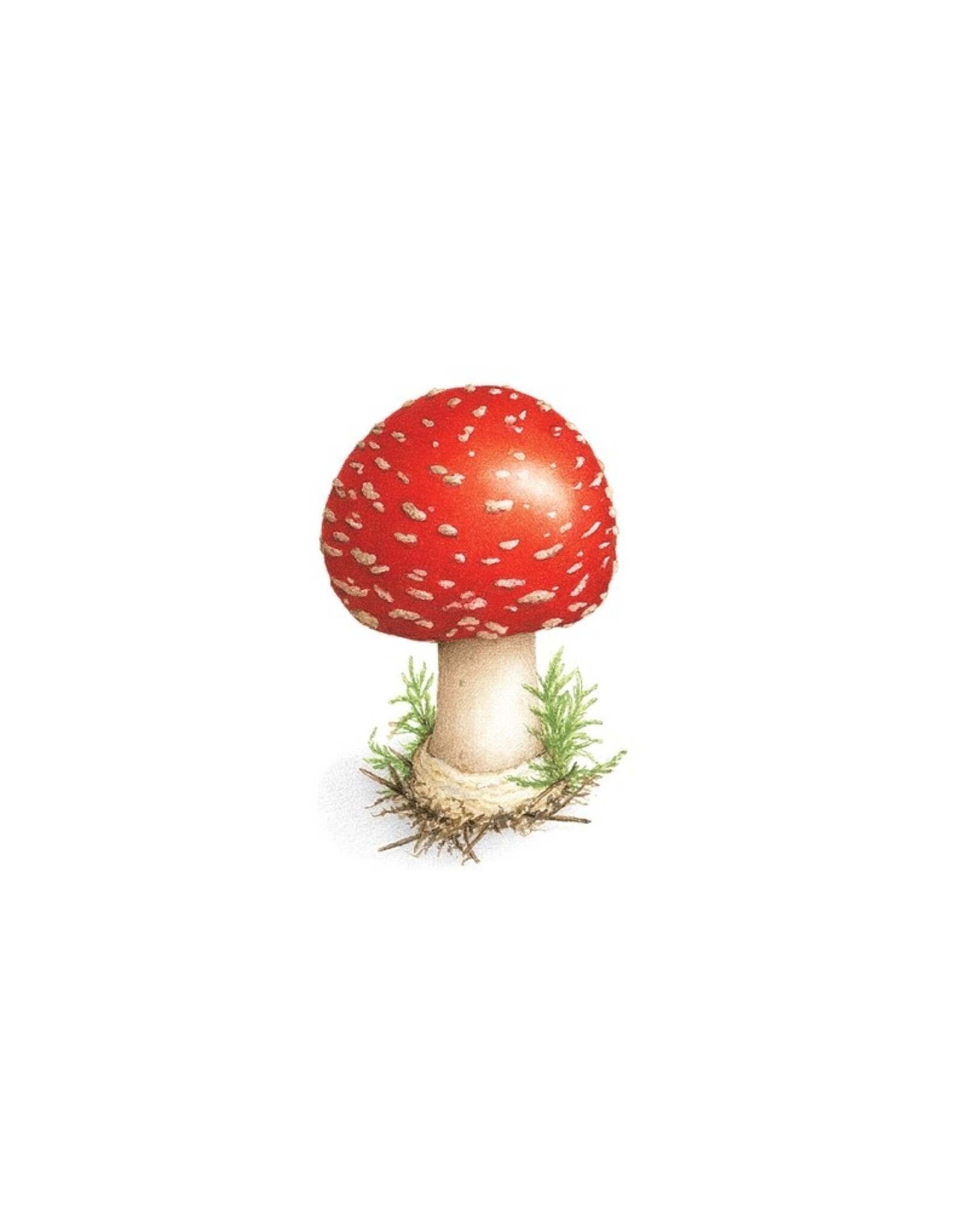 Tattly Toadstool Temporary Tattoo Pair