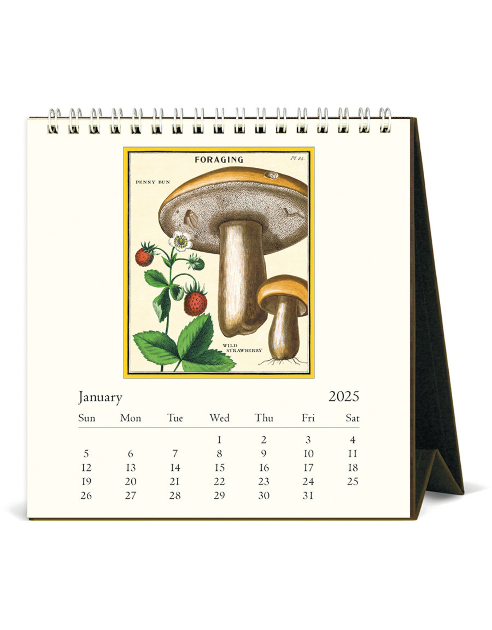 Cavallini Papers & Co. 2025 Desk Calendar Foraging