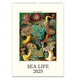 Cavallini Papers & Co. 2025 Wall Calendar Sea Life