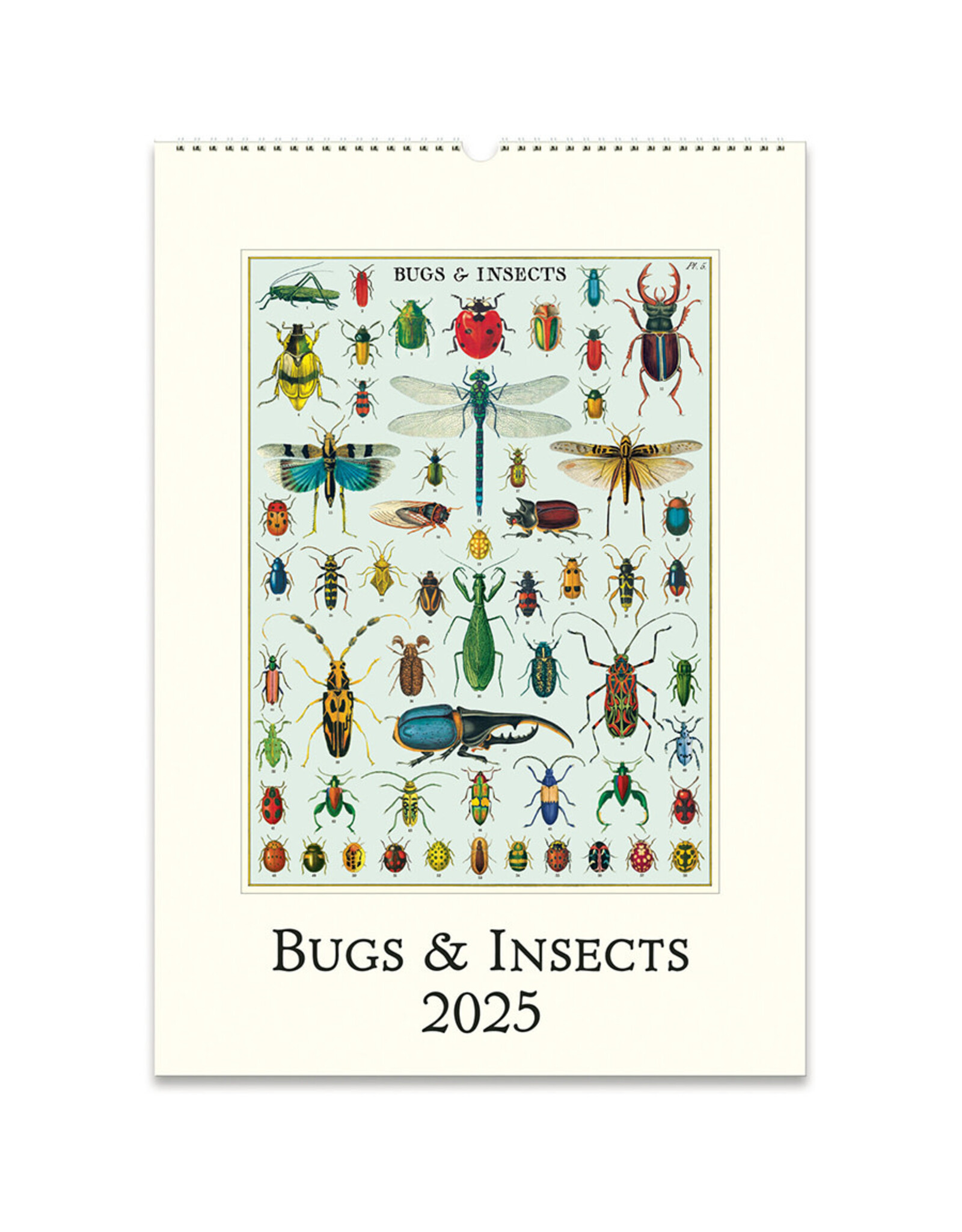 Cavallini Papers & Co. 2025 Wall Calendar Bugs & Insects