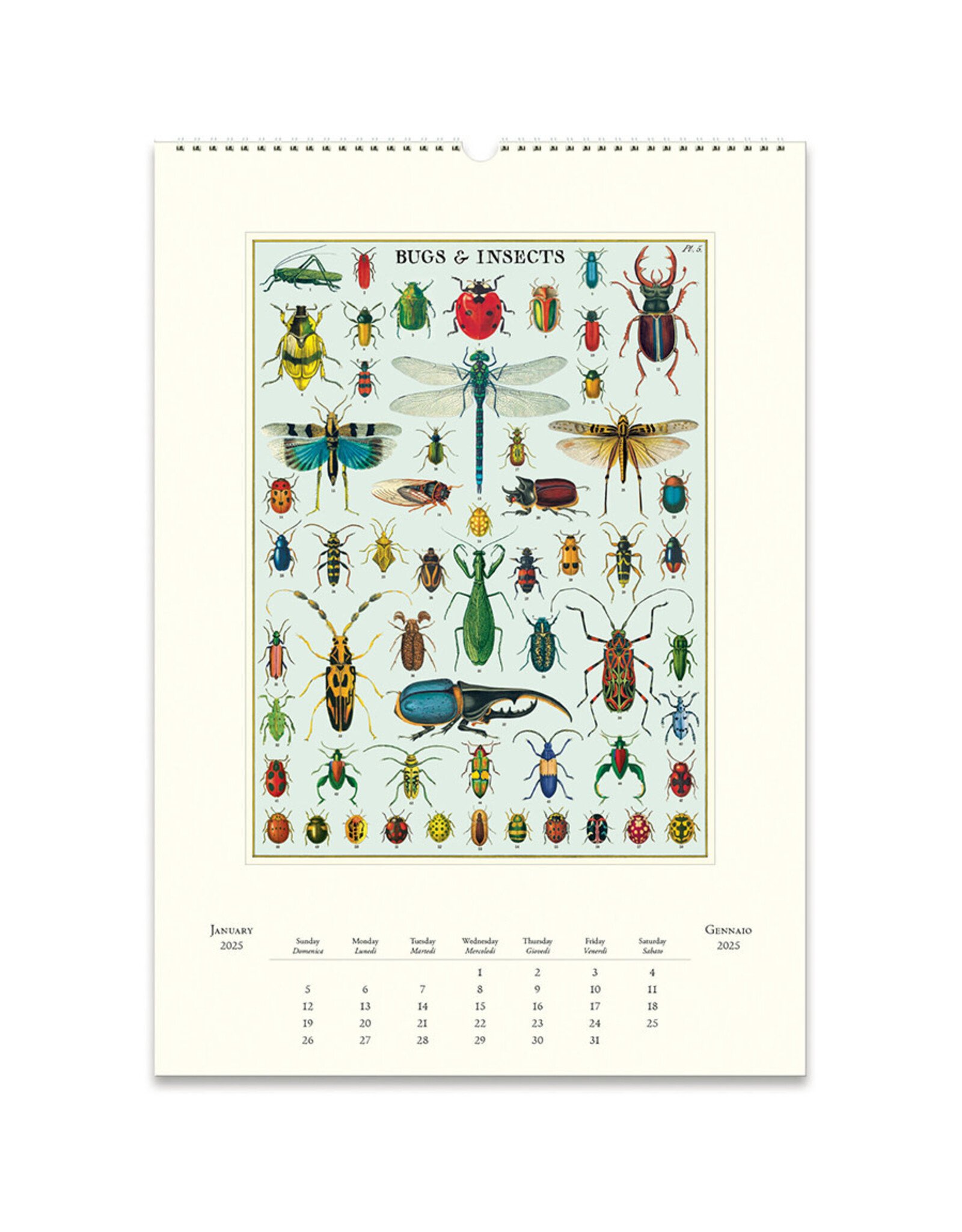 Cavallini Papers & Co. 2025 Wall Calendar Bugs & Insects