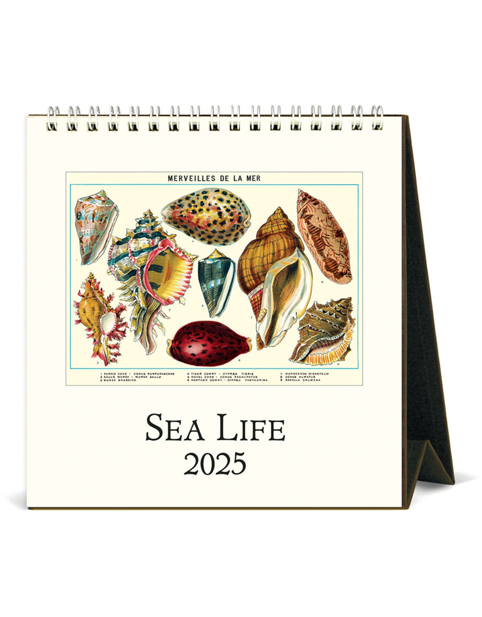 Cavallini Papers & Co. 2025 Desk Calendar Sea Life