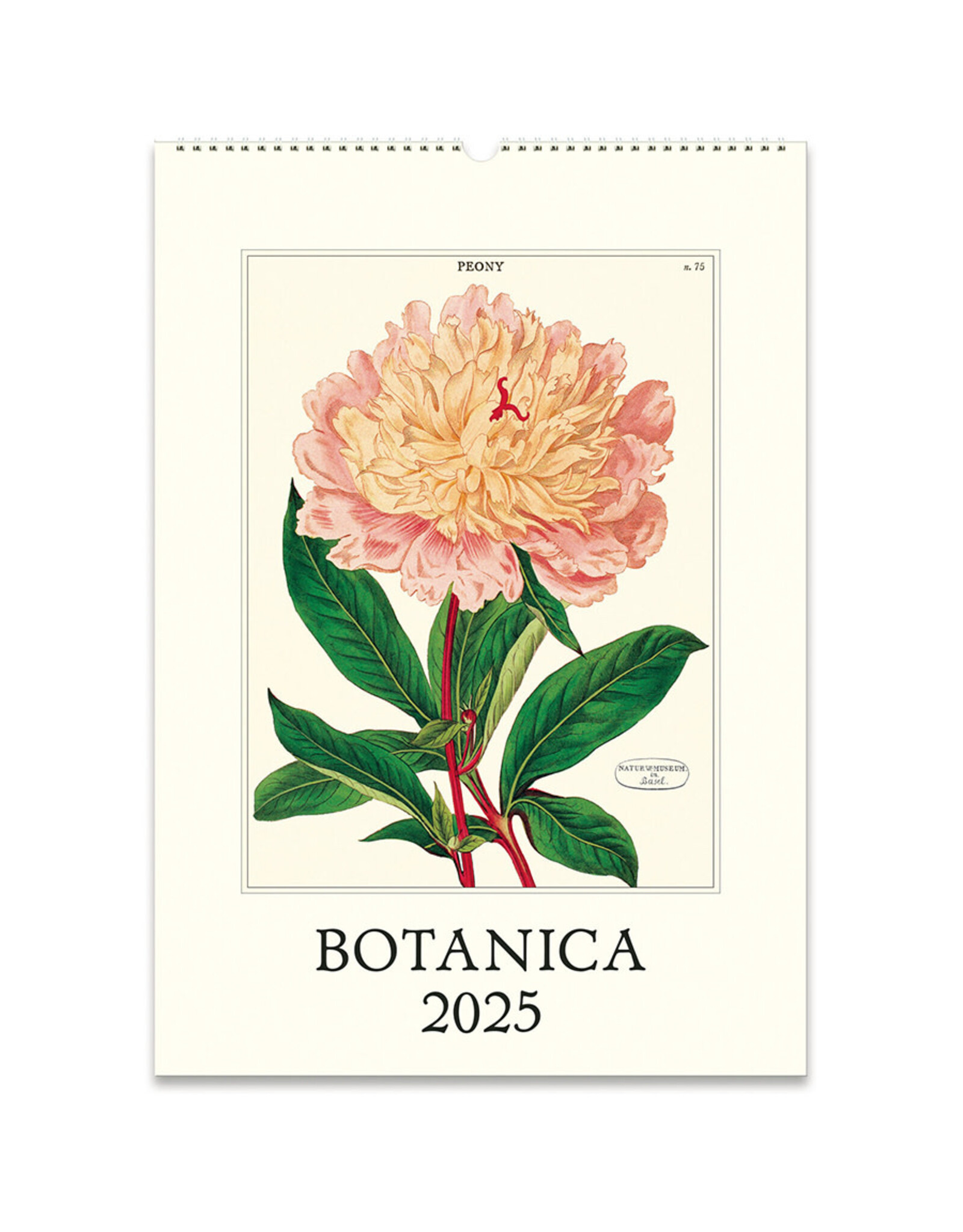 Cavallini Papers & Co. 2025 Wall Calendar Botanica