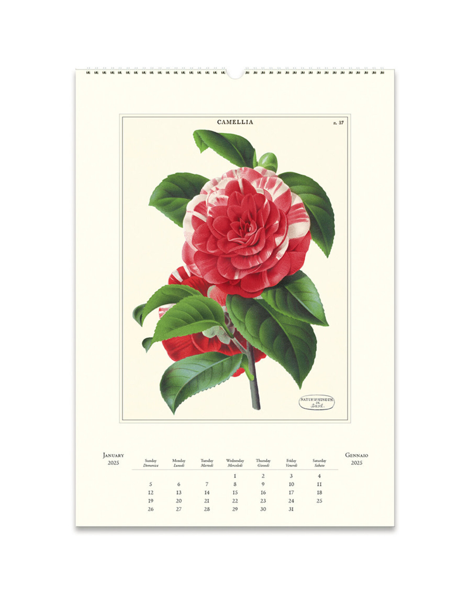 Cavallini Papers & Co. 2025 Wall Calendar Botanica