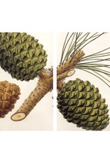 HomArt Pinecones Matches