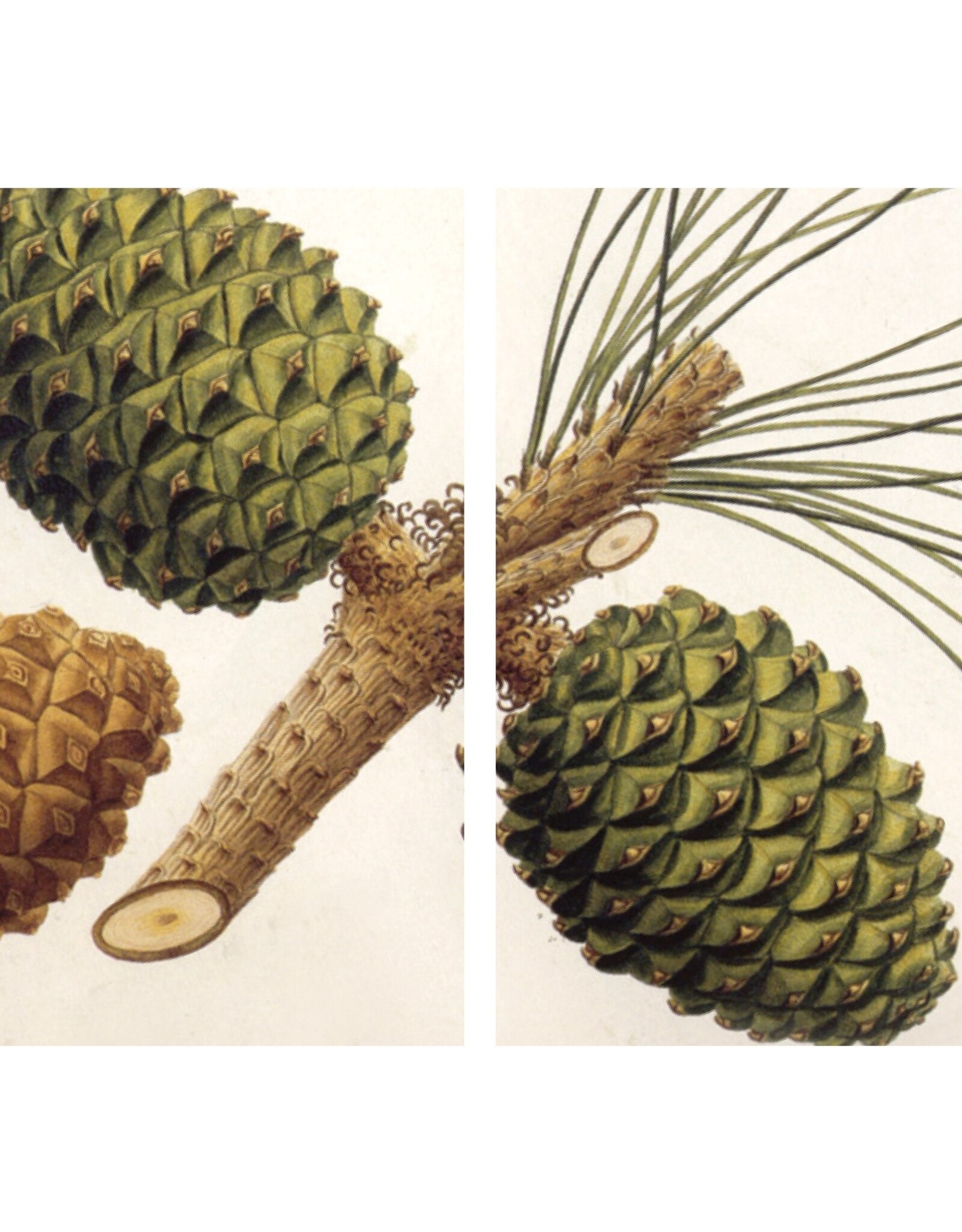 HomArt Pinecones Matches