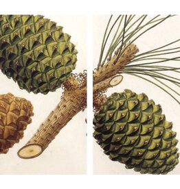 HomArt Pinecones Matches
