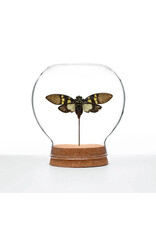Aqua Cicada Globe