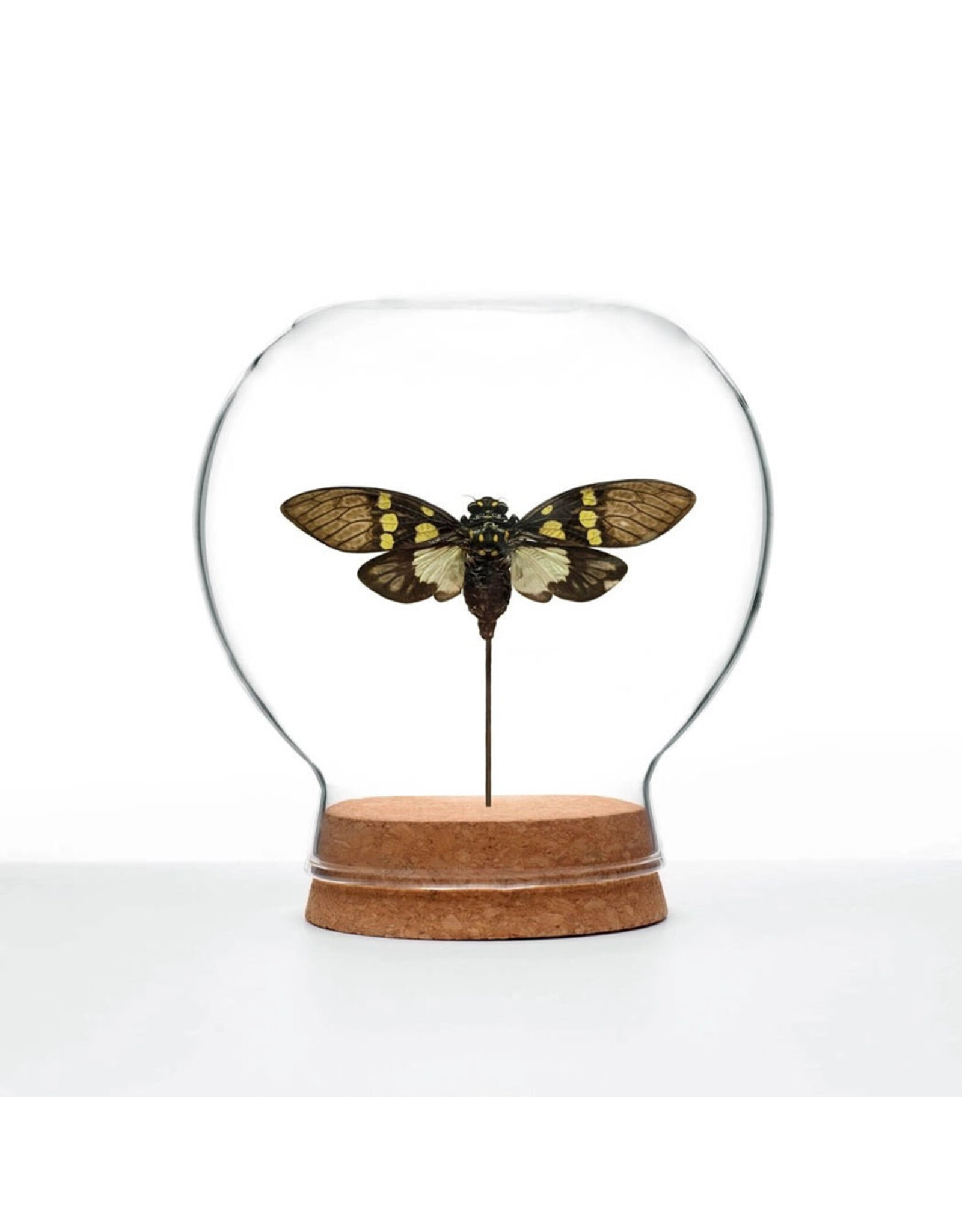 Aqua Cicada Globe