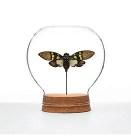 Aqua Cicada Globe